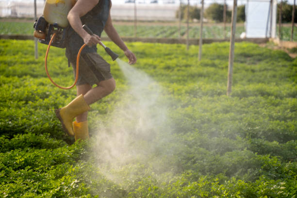 Best Ant Control Services  in Abram, TX